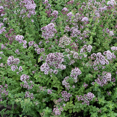 Oregano