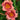 Strawberry Candy Daylily