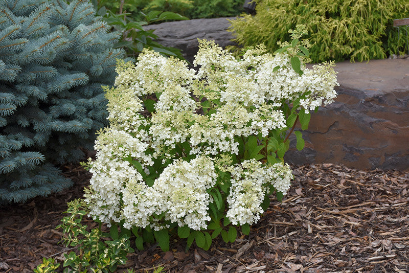 Pike Nursery Bobo Hydrangea - Thumbnail 2