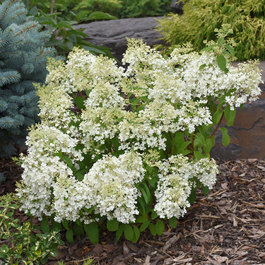 Bobo® Hydrangea