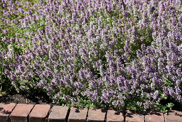 Common Thyme – Pike Nursery