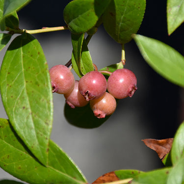 Pink Lemonade Blueberry