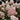 Strawberry Sundae® Hydrangea