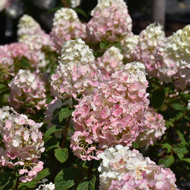 Strawberry Sundae® Hydrangea