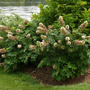 Ruby Slippers Hydrangea