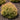 Fire Chief™ Arborvitae