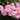 Sweet Drift® Rose