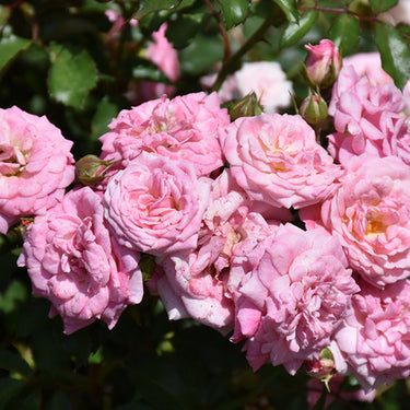 Sweet Drift® Rose