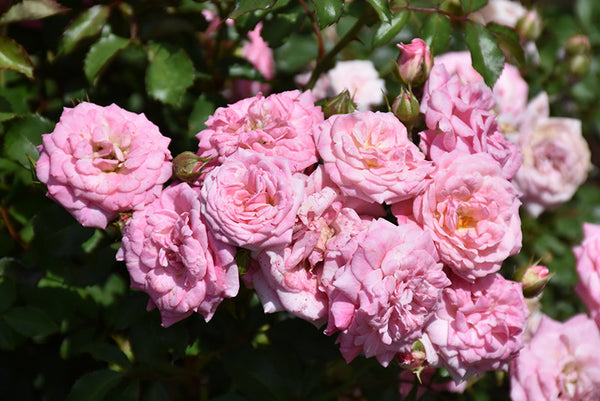 Sweet Drift® Rose – Pike Nursery