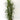 Red-edge Dracaena