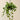 Jade Pothos
