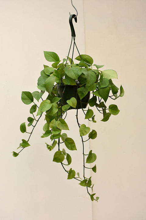 jade pothos near me Jade Pothos 8 inch