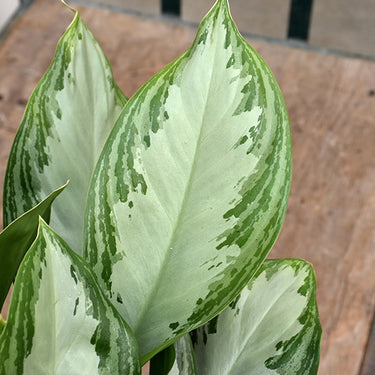 Silver Bay Chinese Evergreen