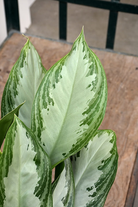 60cm chinese evergreen aglaonema 'silver bay Silver Bay Chinese Evergreen – Pike Nursery