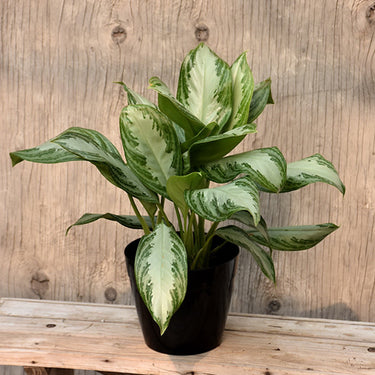 Silver Bay Chinese Evergreen