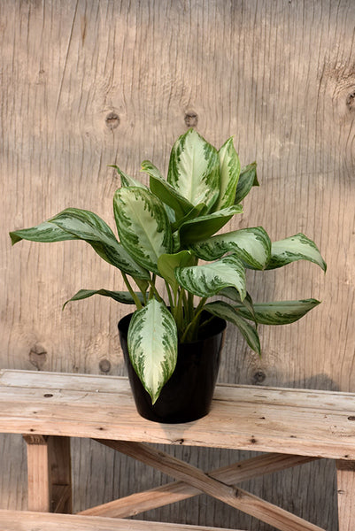 aglaonema silver bay outdoors Silver Bay Chinese Evergreen