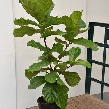 Fiddle Leaf Fig
