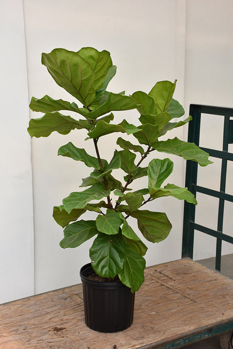 fiddle leaf fig natural habitat Fiddle Leaf Fig – Pike Nursery
