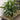 Janet Craig Dracaena
