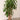 Massangeana Dracaena