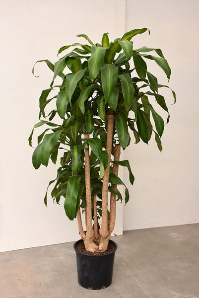 dracaena mass cane outdoors Massangeana Dracaena