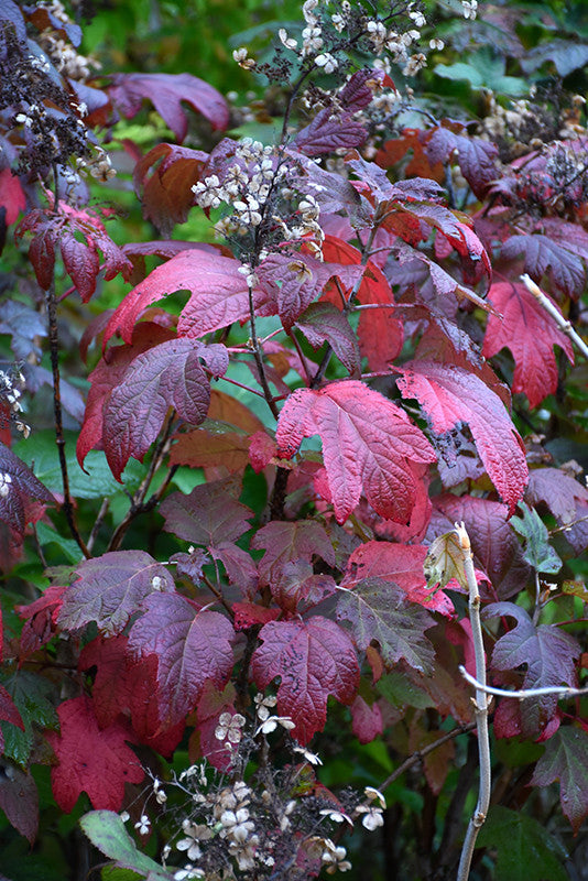 Alice Hydrangea – Pike Nursery