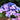 Twist-n-Shout® Hydrangea