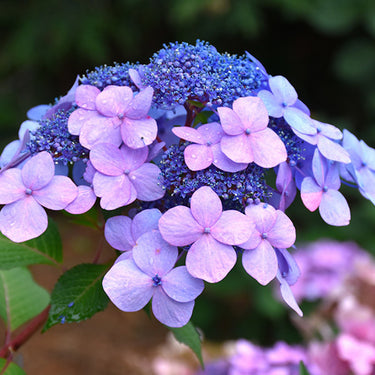 Twist-n-Shout® Hydrangea