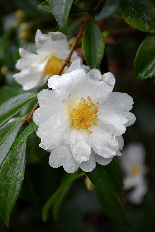 Pike Nursery Setsugekka Camellia