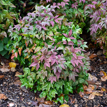 Blush Pink Nandina