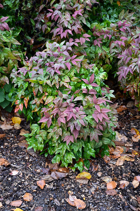 Blush Pink Nandina