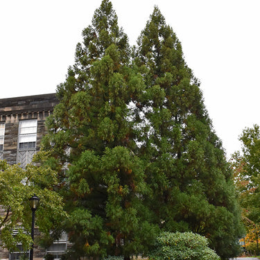 Yoshino Japanese Cedar