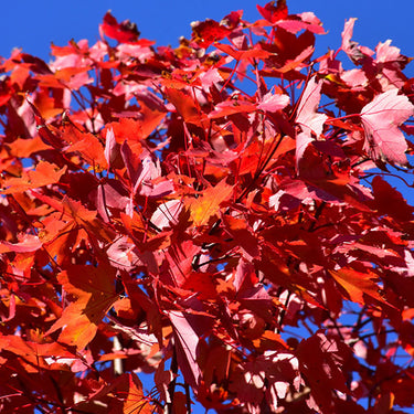 October Glory Red Maple