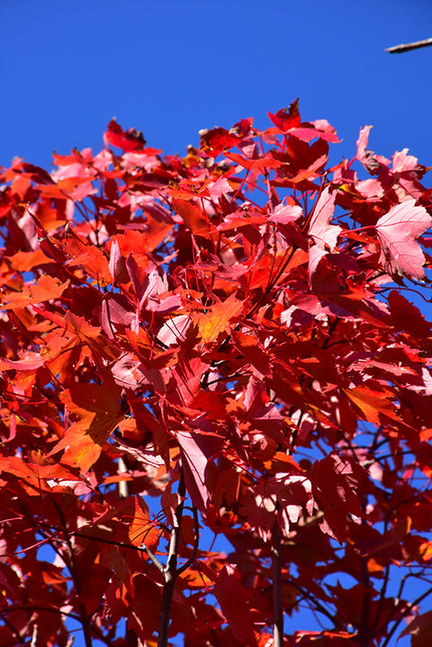 October Glory Red Maple