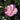 October Magic® Orchid Camellia