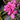 Encore® Autumn Jewel Azalea