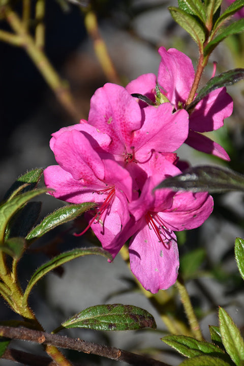 Encore® Autumn Jewel Azalea