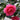 Shishigashira Camellia