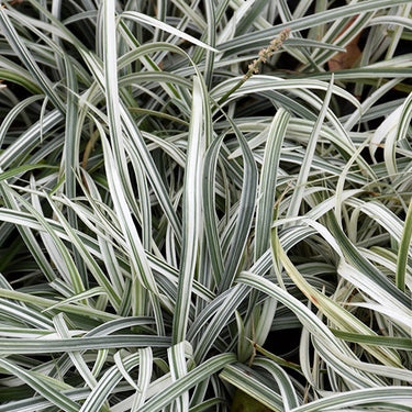 Silver Dragon Liriope