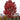 October Glory Red Maple