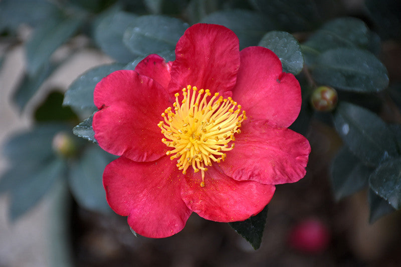 Pike Nursery Yuletide Camellia