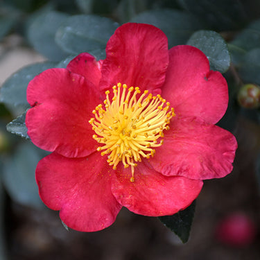 Yuletide Camellia