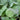 Vegetable Collard Greens