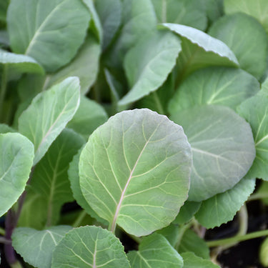 Vegetable Collard Greens