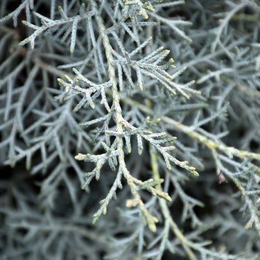 Carolina Sapphire Arizona Cypress