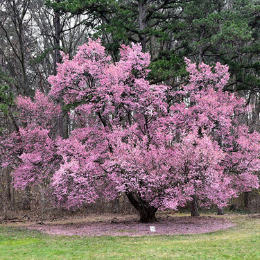Okame Flowering Cherry
