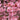 Okame Flowering Cherry