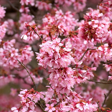 Okame Flowering Cherry