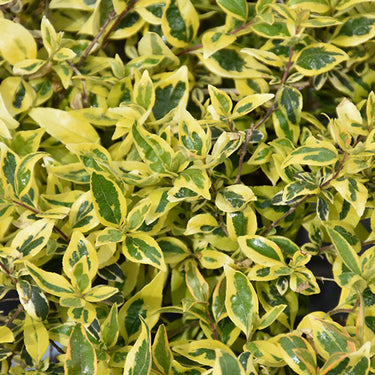 Twist of Lime Glossy Abelia