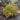Canyon Creek Abelia